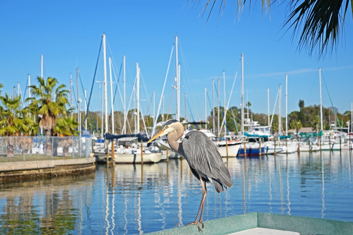 a great blue heron hangs out on the pier at the Gulfport Florida