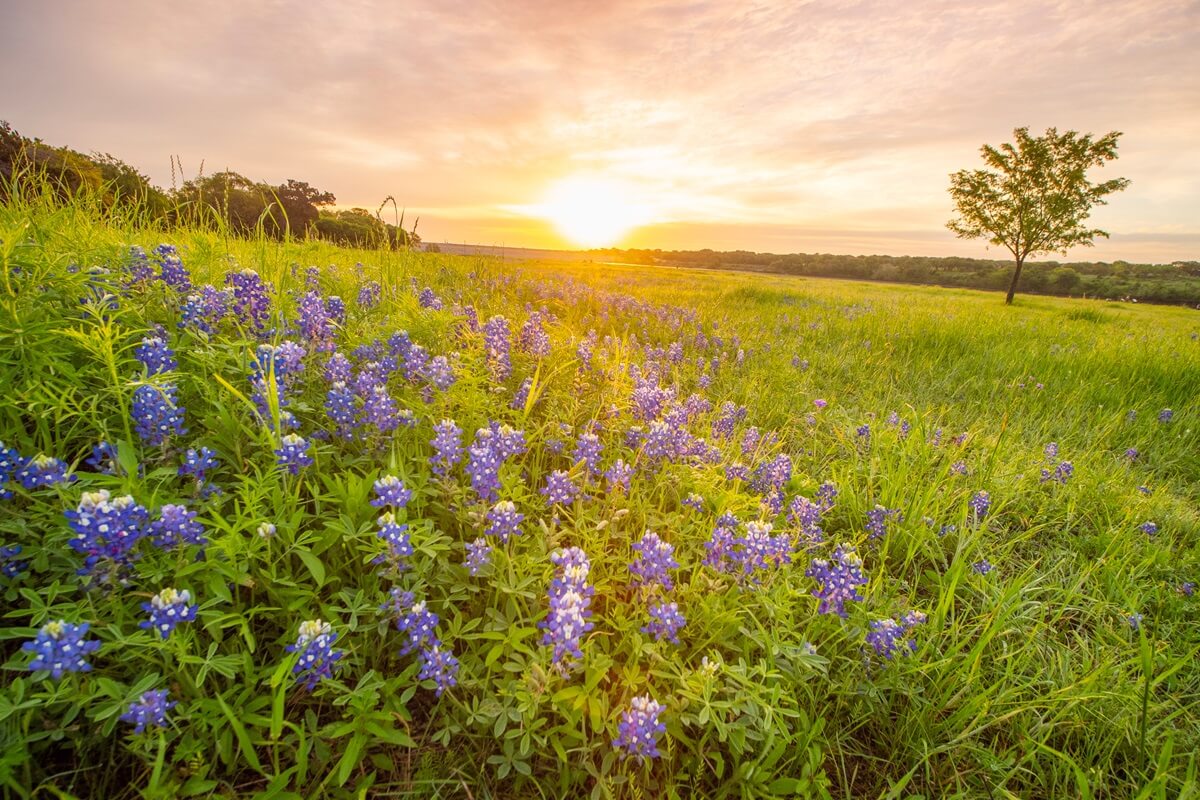 bluebonnett sunrise Cedar Park TX