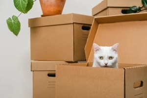 cat sitting inside a box among moving boxes in new home