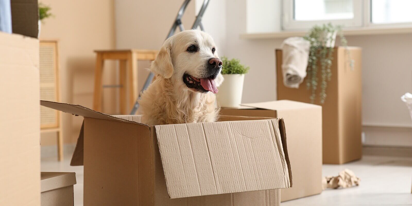 cute labrador dog sitting in box on moving day at home